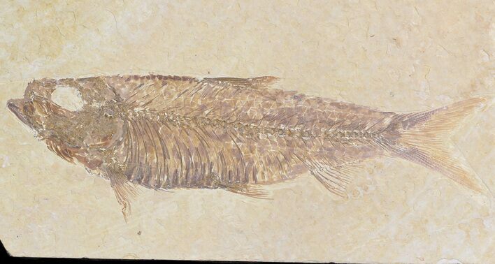Detailed, Knightia Fossil Fish - Wyoming #42352